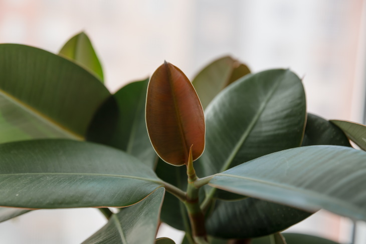 Living Room Plants Red Rubber Tree (Ficus elastica)