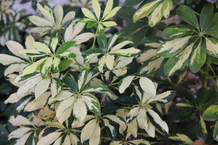 Living Room Plants Variegated Schefflera (Schefflera arboricola)