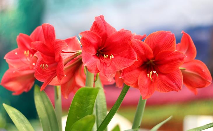 Christmas plant - amaryllis