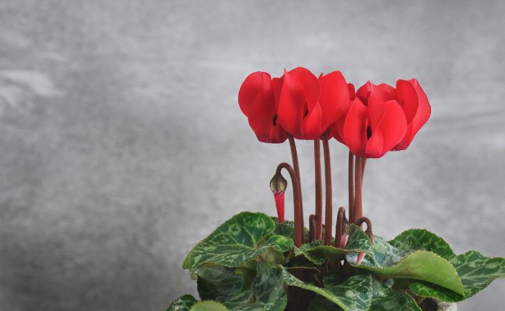 Christmas plant - cyclamen 