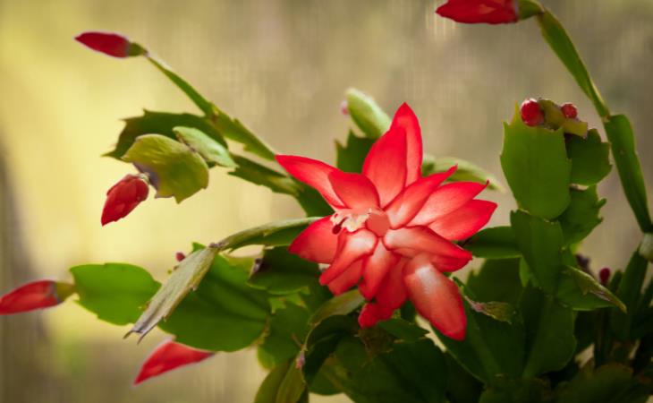 Christmas plant - christmas cactus 