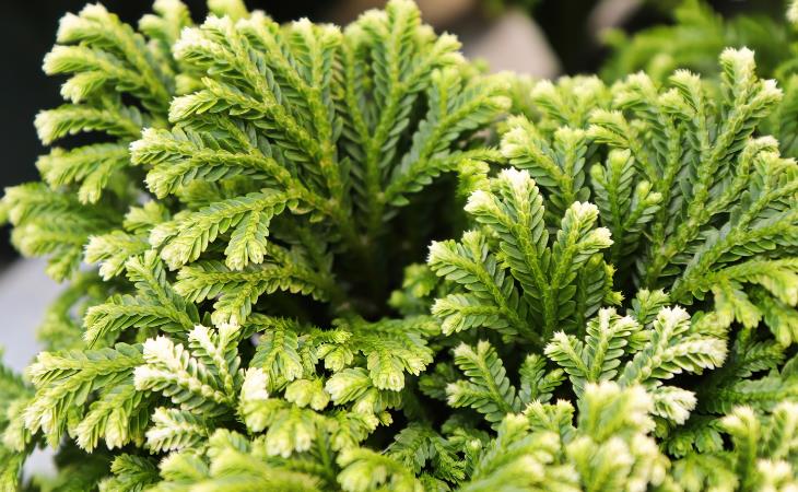 Christmas plant - frosty fern