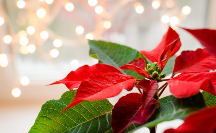 Christmas plant - poinsettia