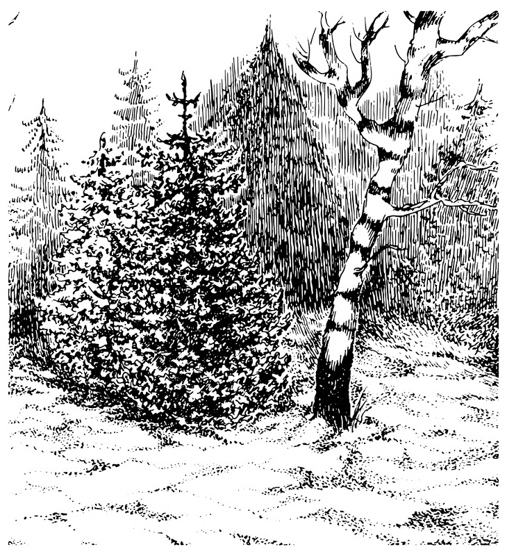 Aesop's Fables, Fir Tree 