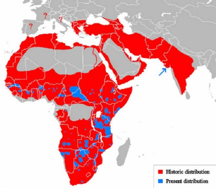 Interesting Maps, lions 