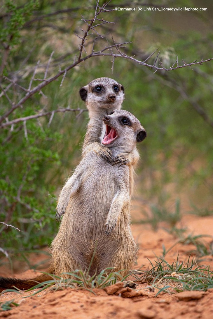 Comedy Wildlife Photo Awards 2022, meerkats 