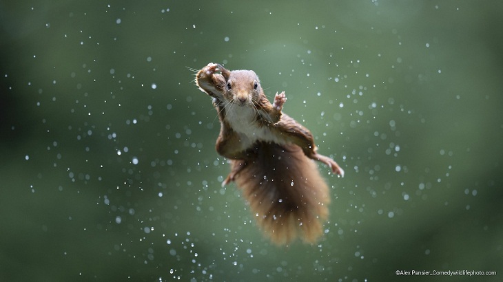 Comedy Wildlife Photo Awards 2022, squirrel 