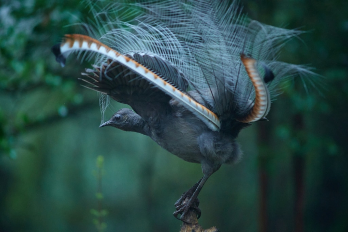 BirdLife Australia Photography Awards - “In the footsteps of Pretender” by Elmar Akhmetov. Portfolio Winner