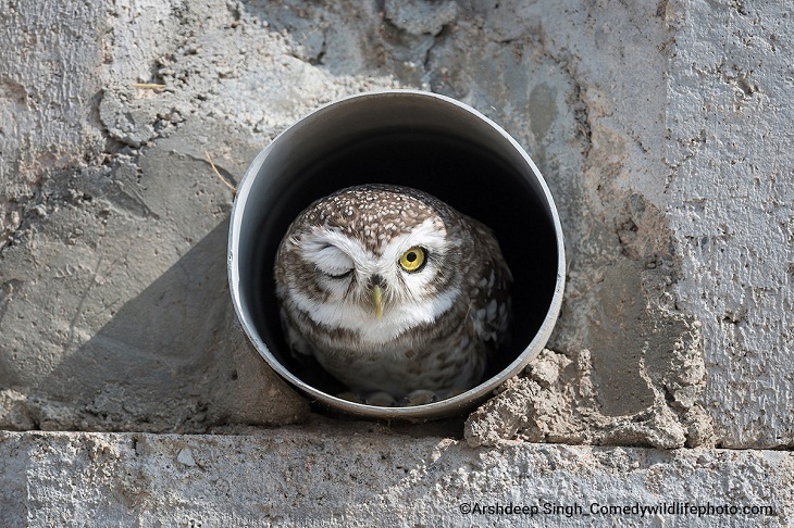 Comedy Wildlife Photo Awards 2022, owl