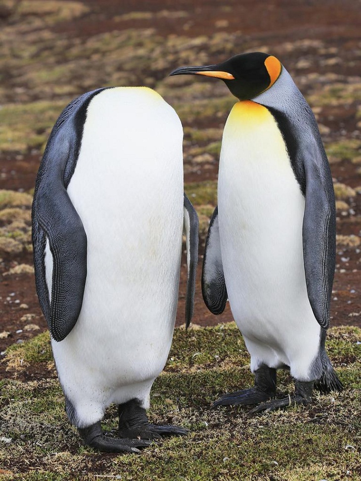 Comedy Wildlife Photo Awards 2022, Pinguins imperadores