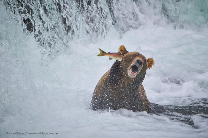 Comedy Wildlife Photo Awards 2022, urso e peixe