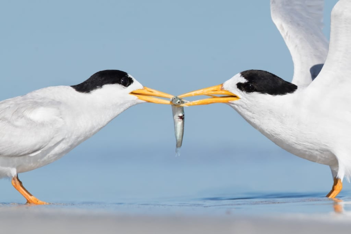 BirdLife Australia Photography Awards - “What's Mine is Yours” by Rebecca Harrison