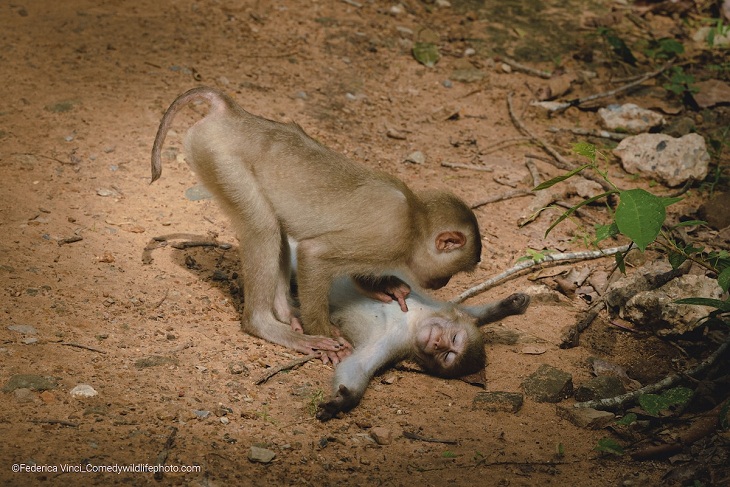 Comedy Wildlife Photo Awards 2022, Monkeys