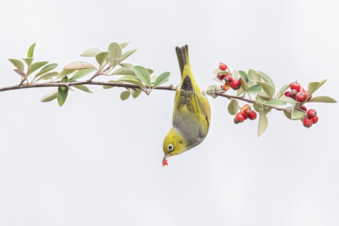 BirdLife Australia Photography Awards - “Berries for Lunch” by Cheng Kang