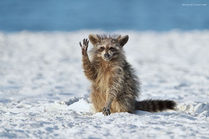 Comedy Wildlife Photo Awards 2022, raccoon 