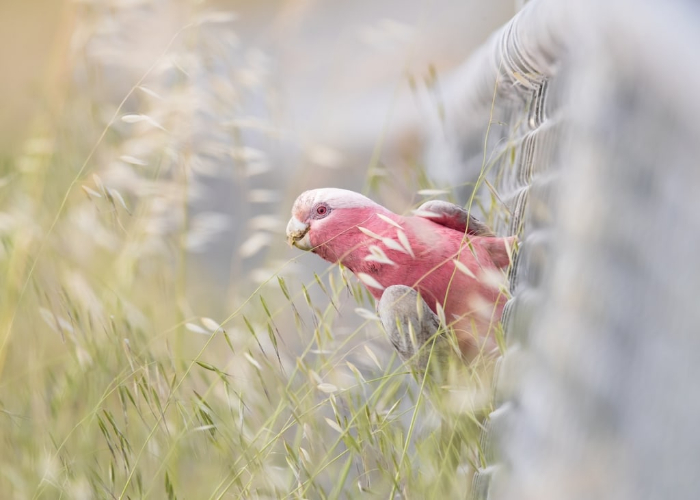 BirdLife Australia Photography Awards - “Leaning In” by Rebecca Harrison