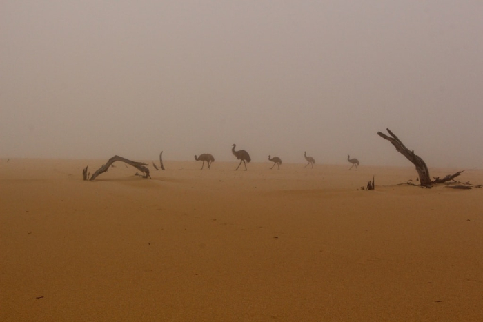 BirdLife Australia Photography Awards - “Emu Mist” by Christian Spencer