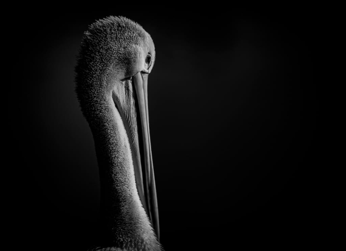 BirdLife Australia Photography Awards - “Contemplating…” by Jacob Dedman