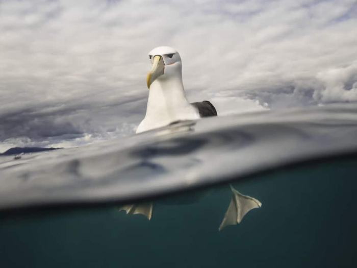 BirdLife Australia Photography Awards - “Hokey Pokey” by Danny Lee