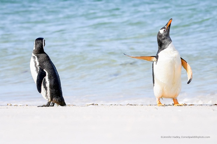 Comedy Wildlife Photo Awards 2022, gentoo penguins