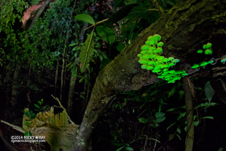 Bioluminescent mushrooms 