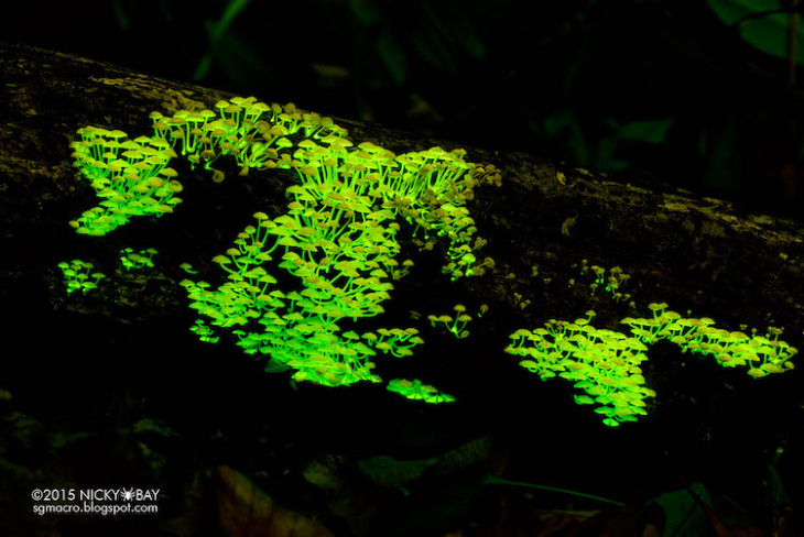 Bioluminescent mushrooms 