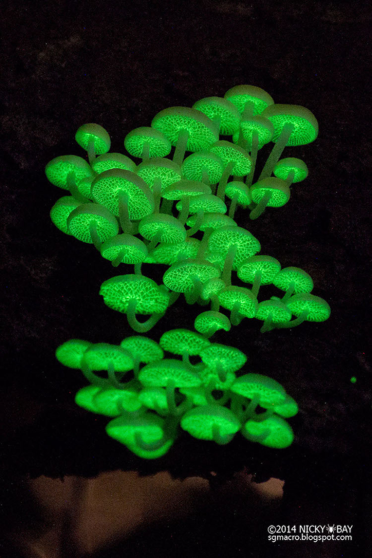 armillaria mellea bioluminescence