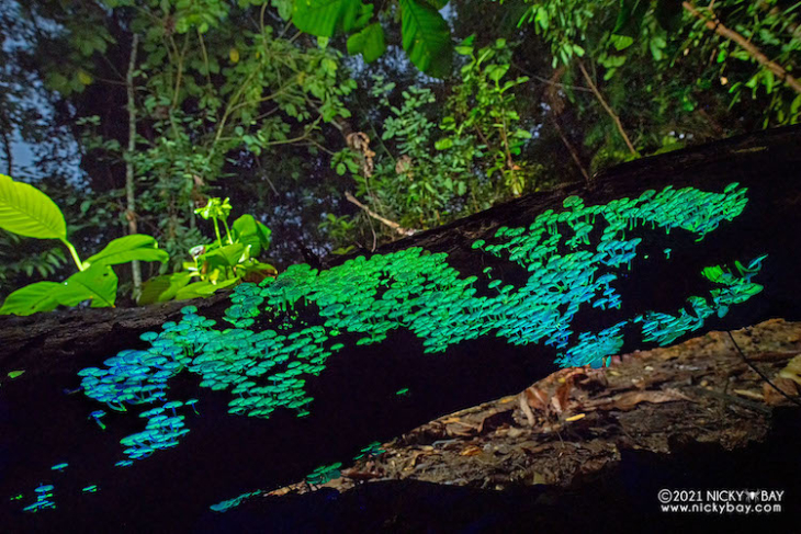 Bioluminescent mushrooms 