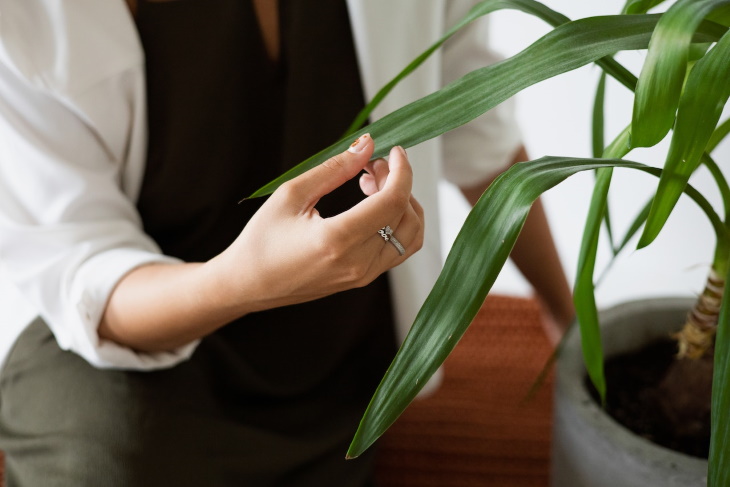Lighting Guide for Houseplants checking leaves of a plant