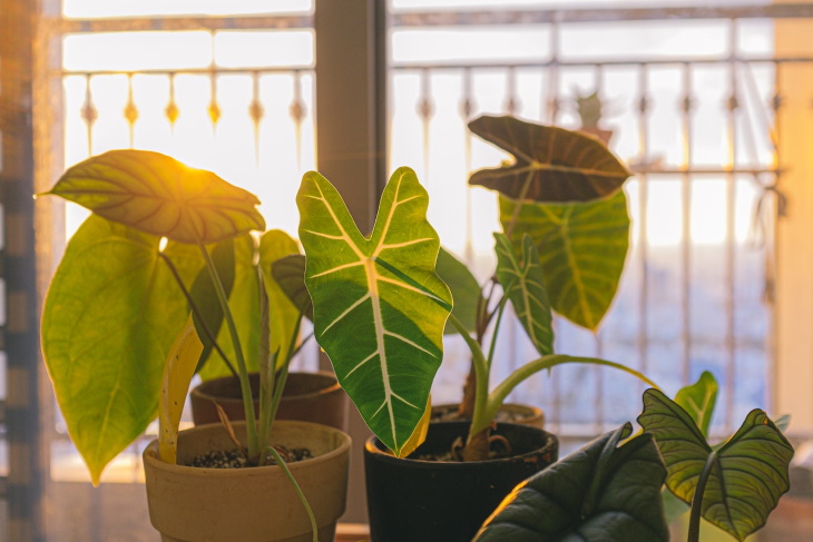 Lighting Guide for Houseplants plants in the sun