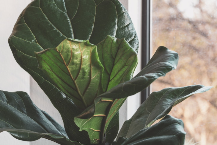 Lighting Guide for Houseplants fiddle leaf fig