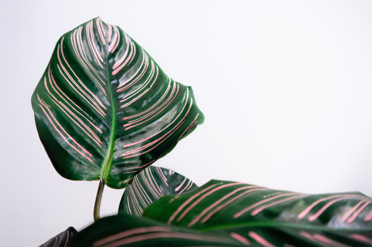 Lighting Guide for Houseplants calathea ornata