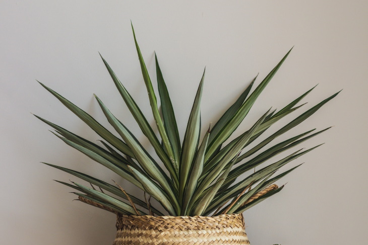 Lighting Guide for Houseplants plant shadow against a wall