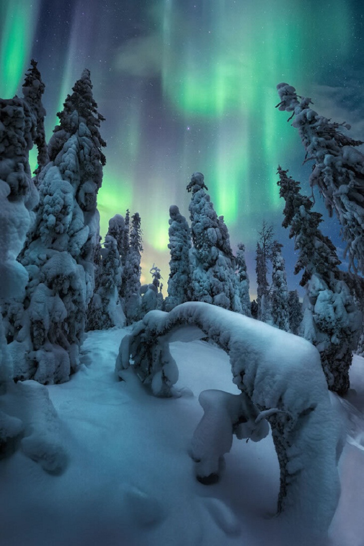 Northern Lights Photographer of the Year 2022, forest