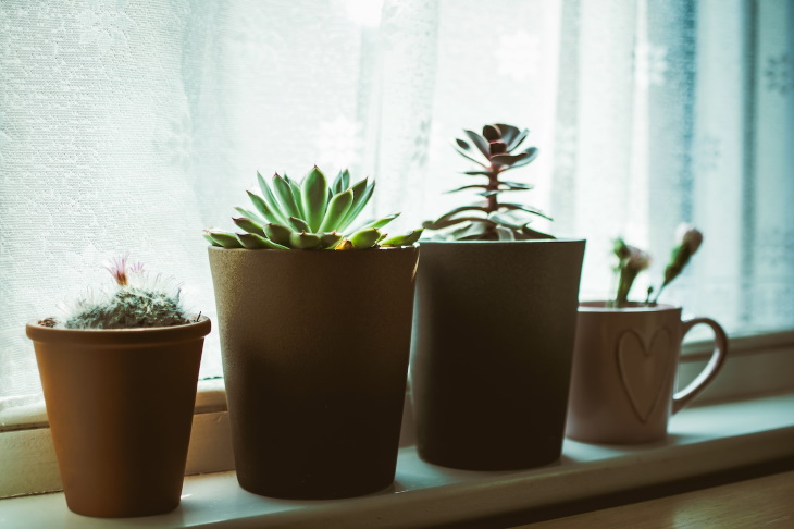 Lighting Guide for Houseplants sad succulents