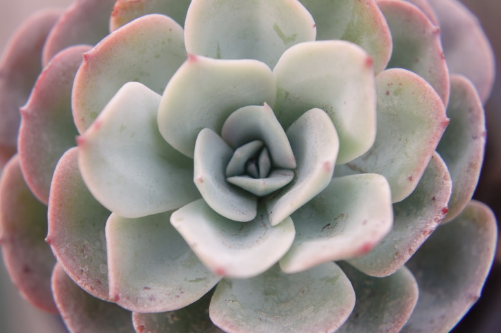 Lighting Guide for Houseplants succulent