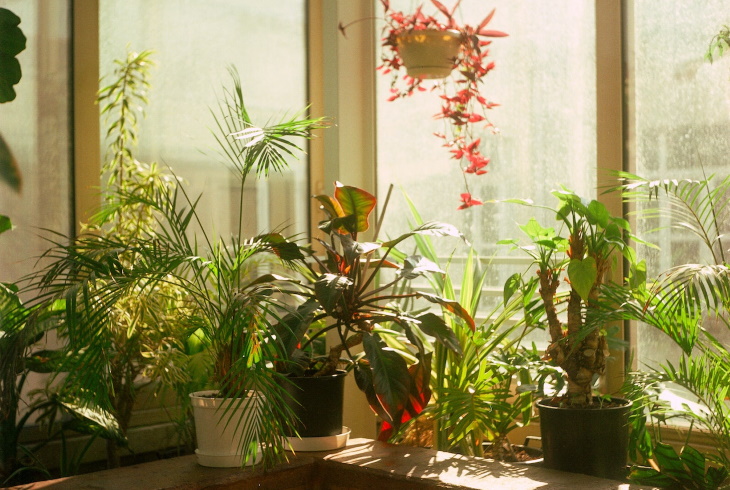 Lighting Guide for Houseplants plants on your windowsill