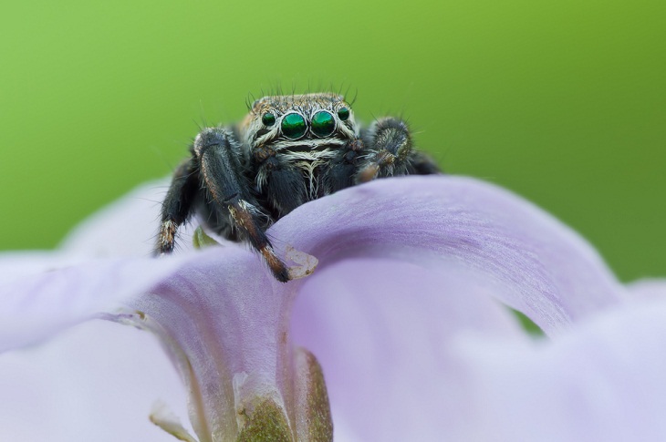 Scientific Discoveries, jumping spider