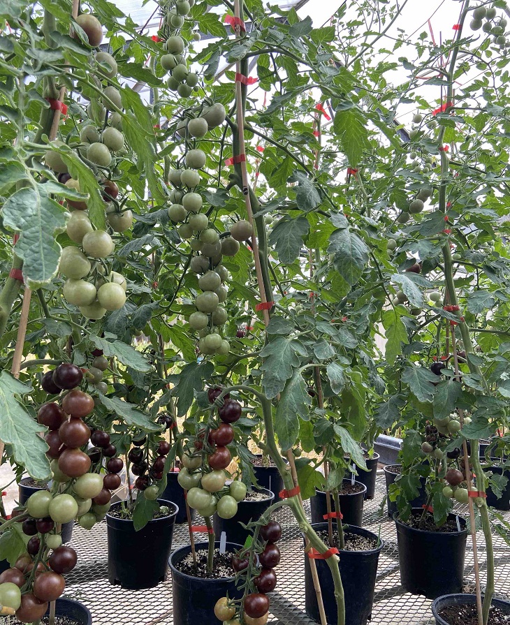 Scientific Discoveries, genetically-modified purple tomato