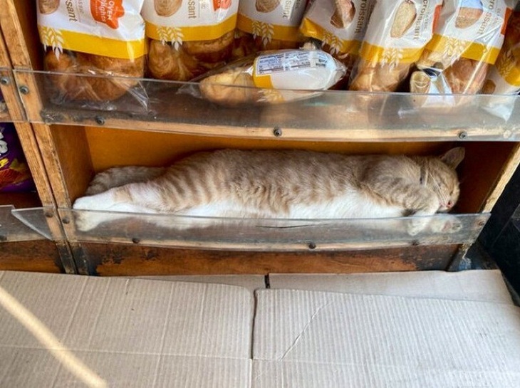 Funny cats, grocery