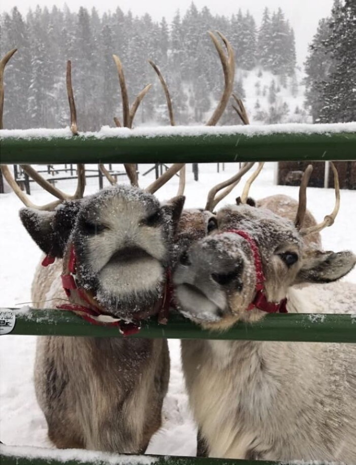 Objects With Faces reindeer