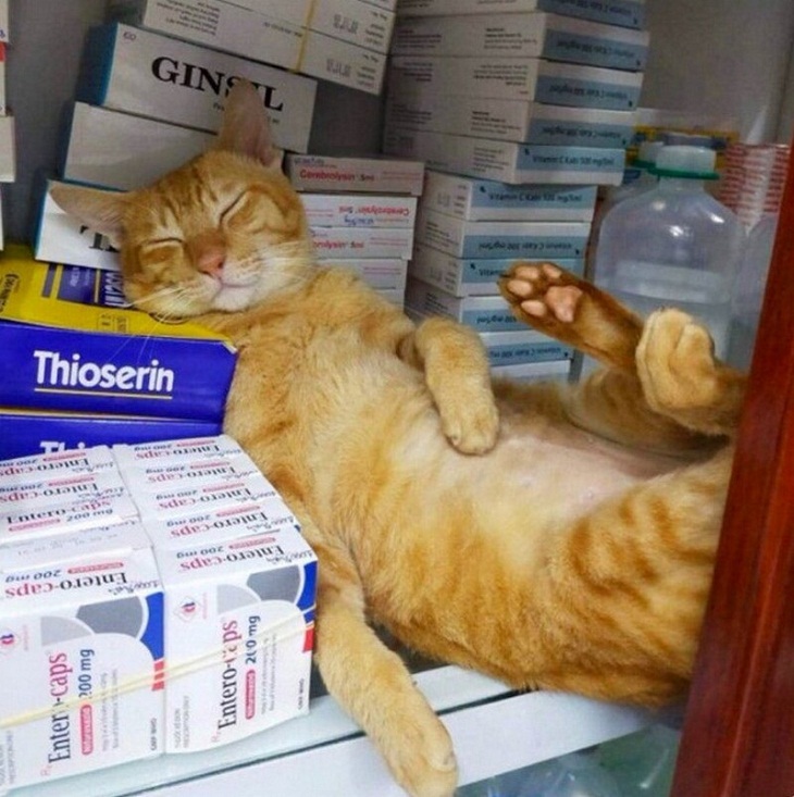 Funny cats, medicines