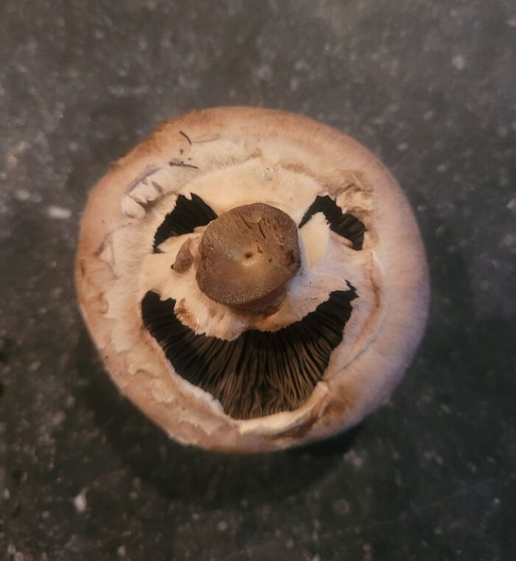 Objects With Faces fungi