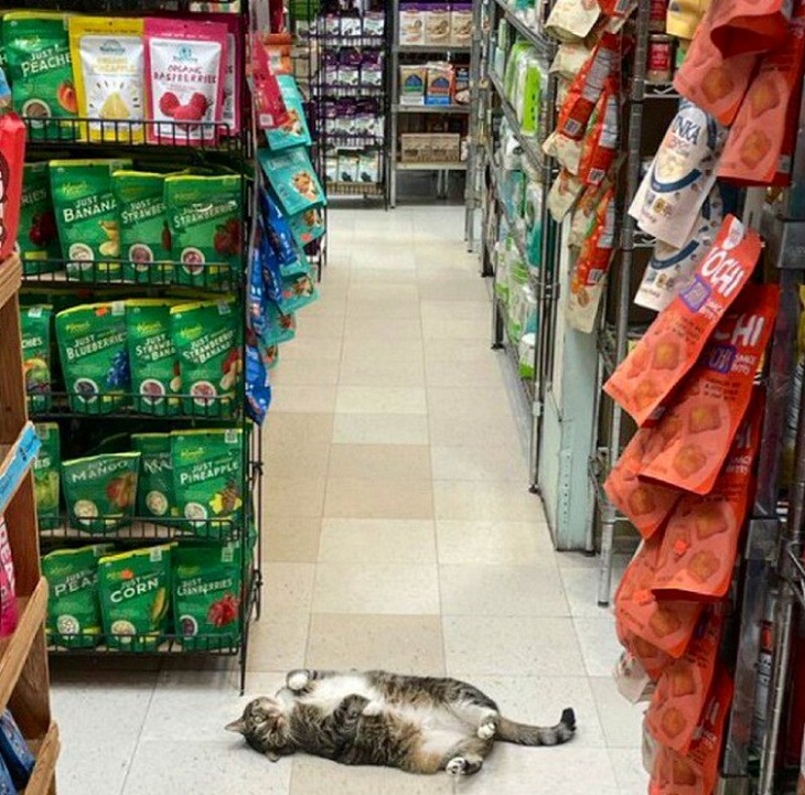 Funny cats, aisle 