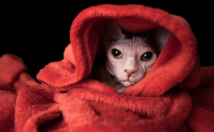 Cat Photos by Nils Jacobi 