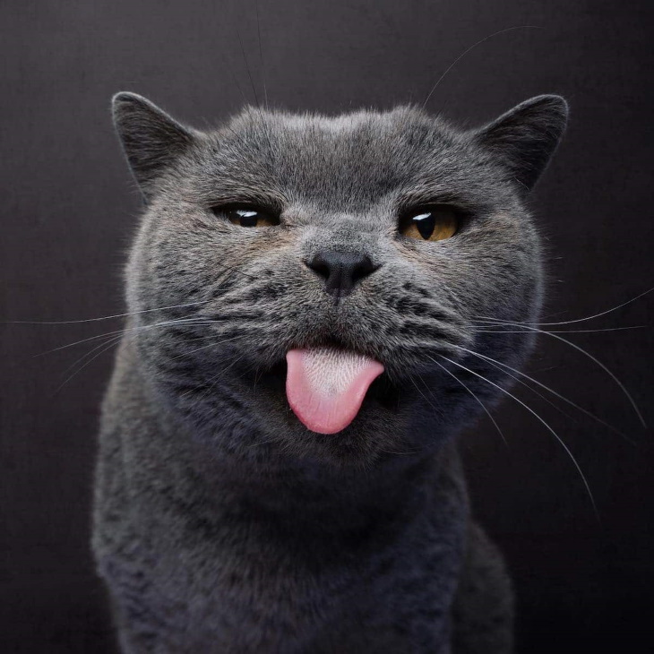 Cat Photos by Nils Jacobi 