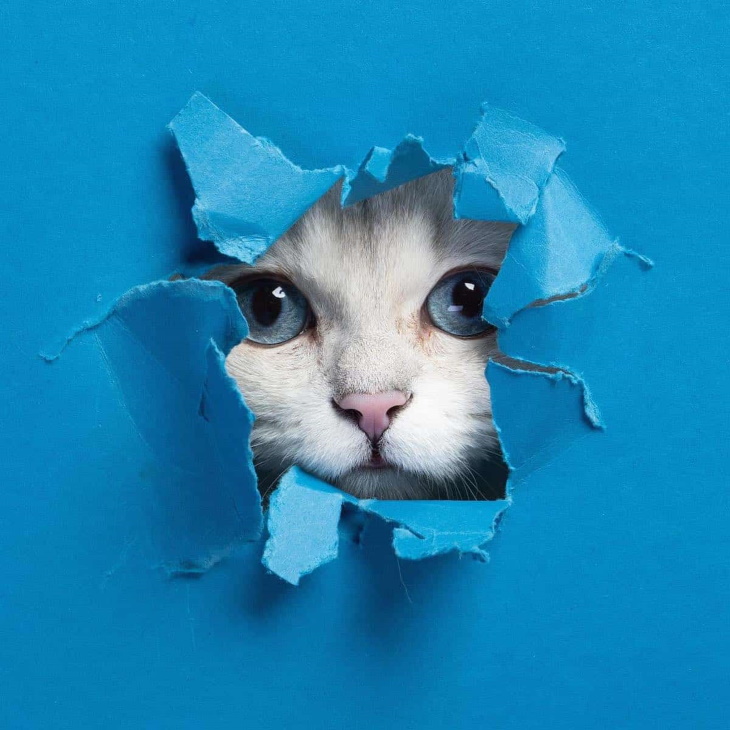 Cat Photos by Nils Jacobi 