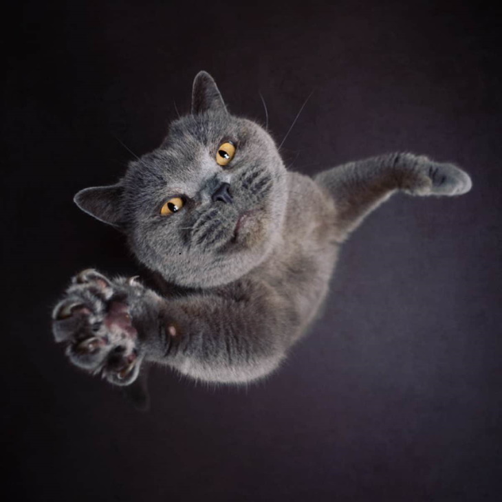 Cat Photos by Nils Jacobi 