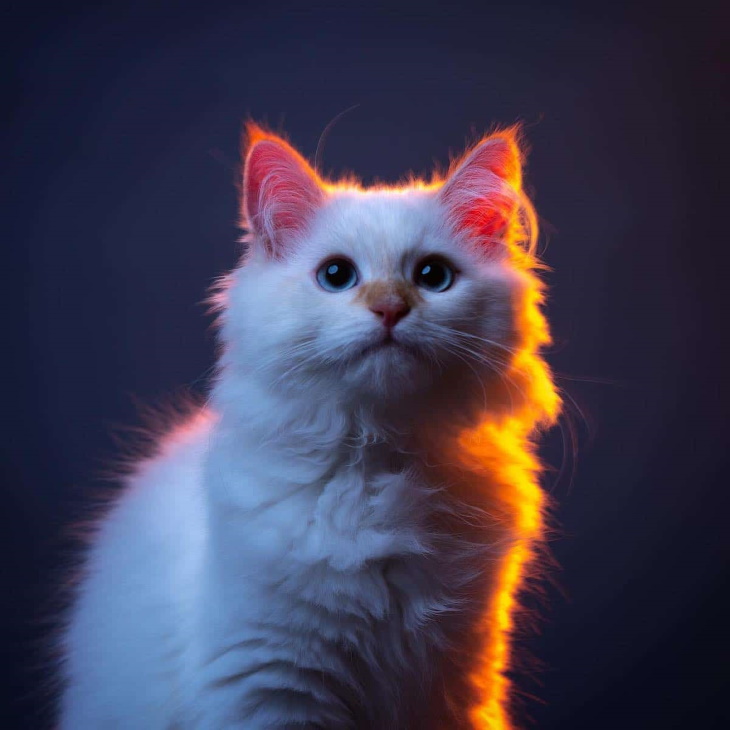 Cat Photos by Nils Jacobi 