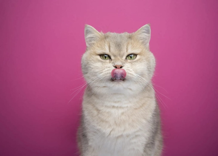 Cat Photos by Nils Jacobi 